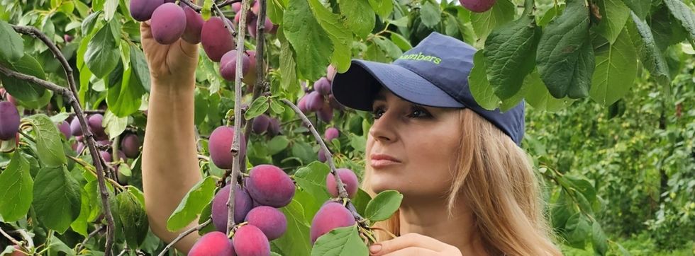 Woman picking plums